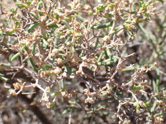 Mestoklema tuberosum