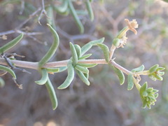 Mestoklema tuberosum