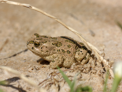 African Green Toad