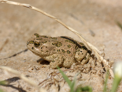 Bufotes boulengeri
