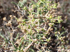 Mestoklema tuberosum