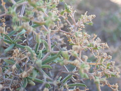 Mestoklema tuberosum