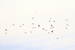 Fringilla montifringilla