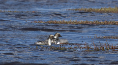 Podiceps occipitalis