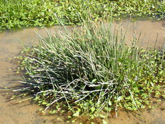 Eleocharis dregeana