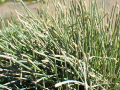 Eleocharis dregeana