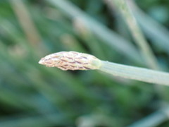 Eleocharis dregeana