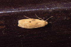 Paralithosia shaowuica