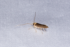 Tegenocharis tenebrans