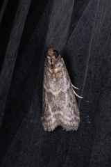 Ectomyelois ceratoniae