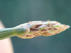 Eleocharis dregeana