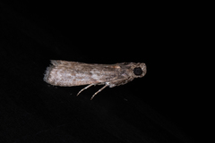 Ectomyelois ceratoniae