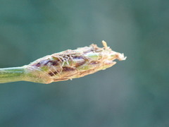 Eleocharis dregeana