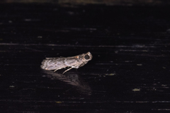 Ectomyelois ceratoniae