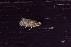 Ectomyelois ceratoniae