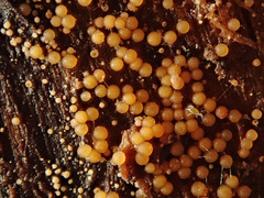 Hydropisphaera peziza