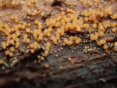 Hydropisphaera peziza