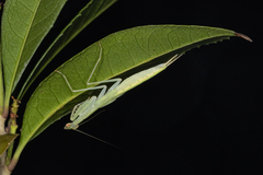 Sinomantis denticulata