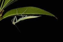 Sinomantis denticulata