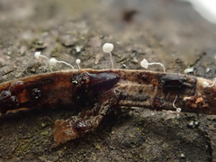 Antinoa pulchella