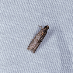 Ectomyelois ceratoniae