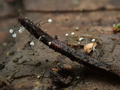 Antinoa juniperinella