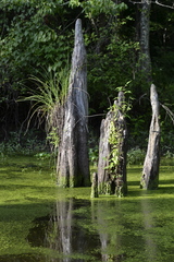 Carex decomposita