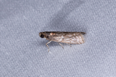 Ectomyelois ceratoniae