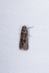 Ectomyelois ceratoniae