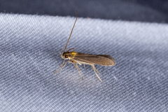 Tegenocharis tenebrans