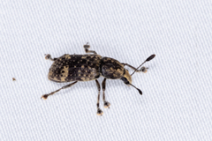 Rawasia ritsemae