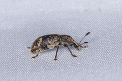 Rawasia ritsemae