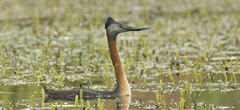 Podiceps major