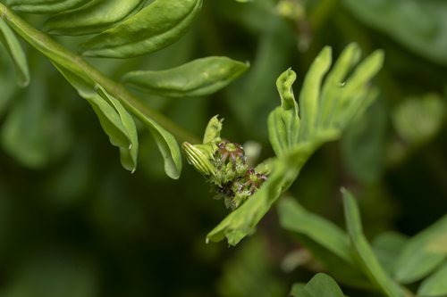 Coronilla securidaca, photograph 1