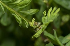 Securigera securidaca