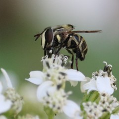 Copestylum tamaulipanum