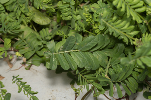 Coronilla securidaca, photograph 2