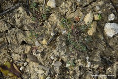 Alyssum serpyllifolium