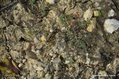 Alyssum serpyllifolium