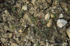 Alyssum serpyllifolium