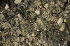 Alyssum serpyllifolium