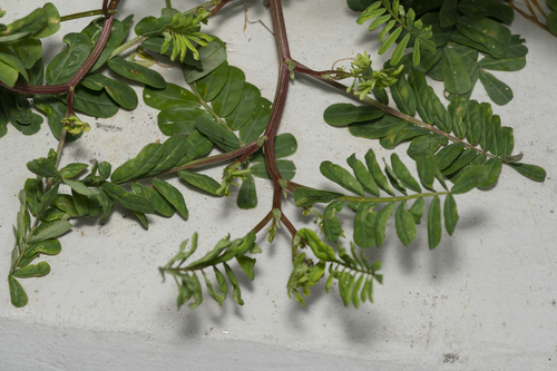 Coronilla securidaca, photograph 3