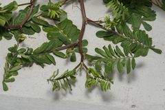 Securigera securidaca