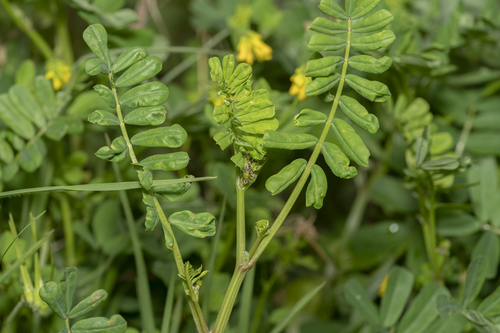 Coronilla securidaca, photograph 4