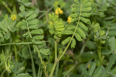 Securigera securidaca