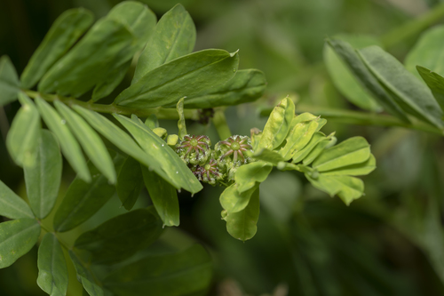 Coronilla securidaca, photograph 5
