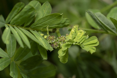 Securigera securidaca