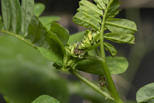 Coronilla securidaca, photograph 6