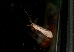 Aoteapsyche catherinae