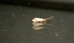 Pycnocentrodes aeris